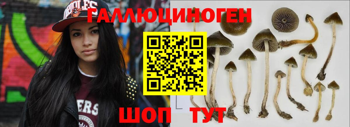 цены наркотик  Вход с VPN  Северск  Псилоцибиновые грибы Cubensis  Псилоцибиновые грибы Cubensis 